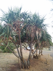 Pandanus tectorius