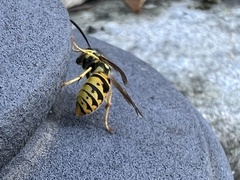 Vespula germanica