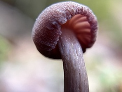Laccaria bicolor
