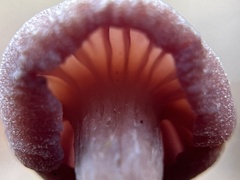 Laccaria bicolor