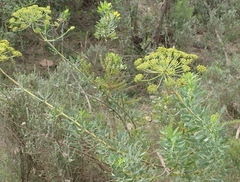 Notobubon laevigatum