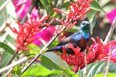 Cinnyris erythrocercus