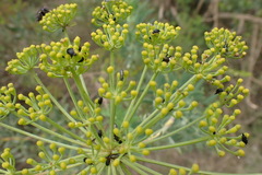 Notobubon laevigatum