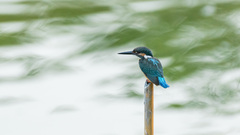 Alcedo atthis bengalensis