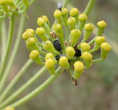Notobubon laevigatum