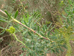 Notobubon laevigatum