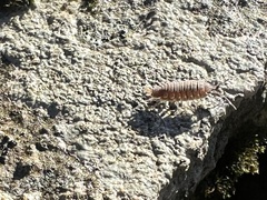 Porcellionides pruinosus