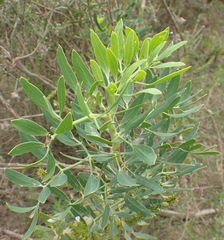 Notobubon laevigatum