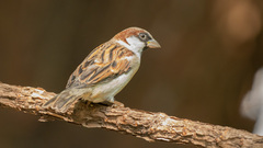 Passer domesticus indicus