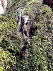 Helvella lacunosa