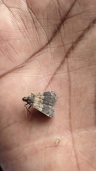 Hydrillodes lentalis