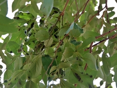 Philenoptera violacea