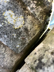 Porcellionides pruinosus