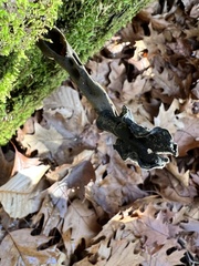 Helvella lacunosa