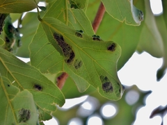 Philenoptera violacea