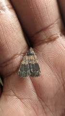 Hydrillodes lentalis