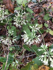 Mikania scandens