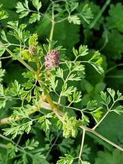 Fumaria officinalis