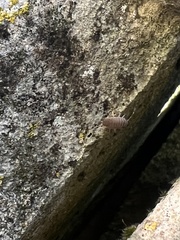 Porcellionides pruinosus