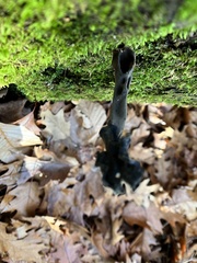 Helvella lacunosa