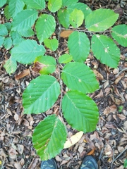 Fagus sylvatica
