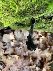 Helvella lacunosa