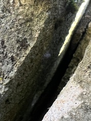 Porcellionides pruinosus