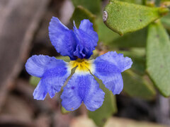 Dampiera stricta