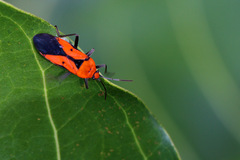 Lygaeidae