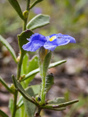 Dampiera stricta
