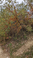 Hippophae rhamnoides