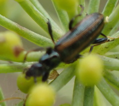 Neoeutrapela
