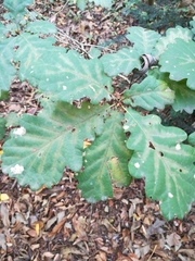 Quercus petraea