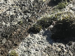 Porcellionides pruinosus