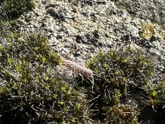 Porcellionides pruinosus