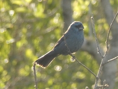 Cyanoloxia glaucocaerulea