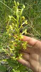 Habenaria novemfida