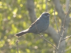 Cyanoloxia glaucocaerulea