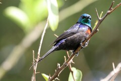 Cinnyris erythrocercus