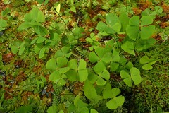 Marsilea hirsuta