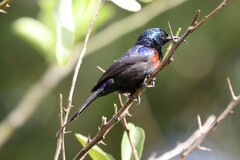 Cinnyris erythrocercus