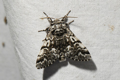 Panthea acronyctoides