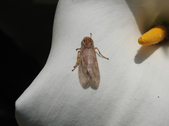 Halysidota ruscheweyhi