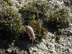 Porcellionides pruinosus