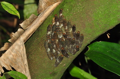 Papilionidae