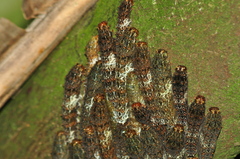 Papilionidae