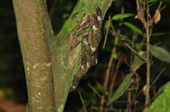 Papilionidae