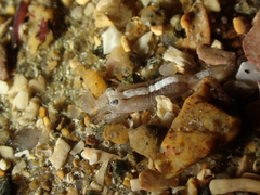 Philocheras sculptus