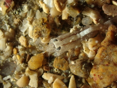 Philocheras sculptus