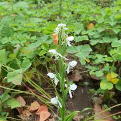 Habenaria